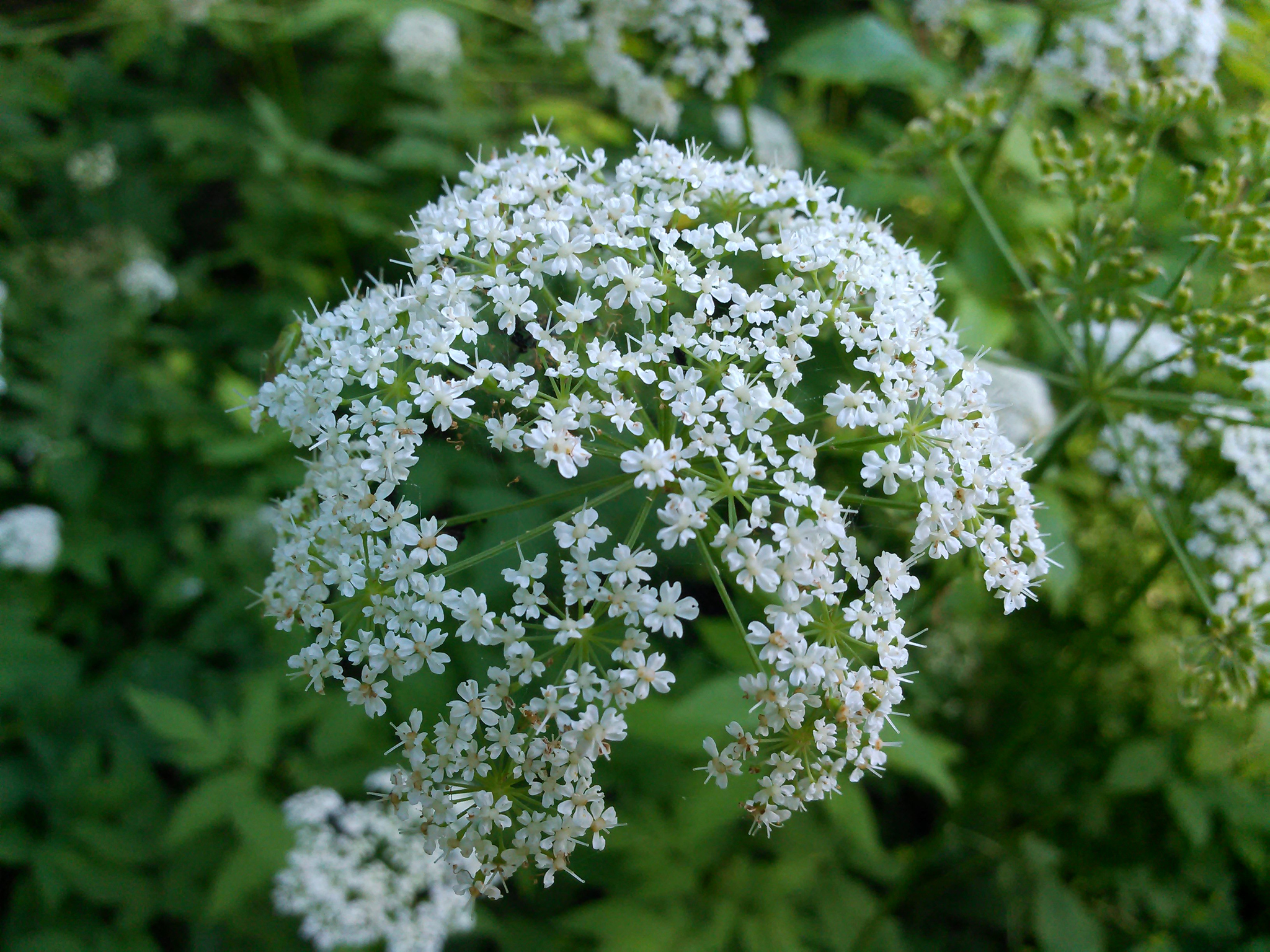 Aegopodium podagraria — photo 3