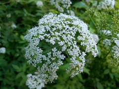Aegopodium podagraria — photo 3