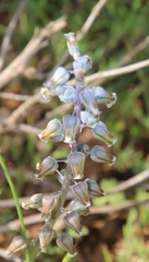Lachenalia bolusii