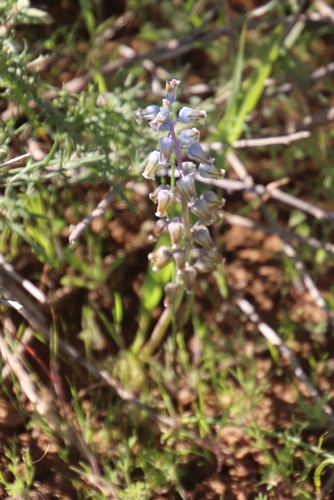 Lachenalia bolusii