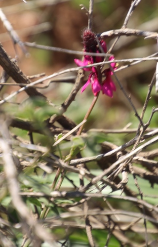 Image of Indigofera intermedia by (c) Tony Rebelo, some rights reserved (CC BY-SA)