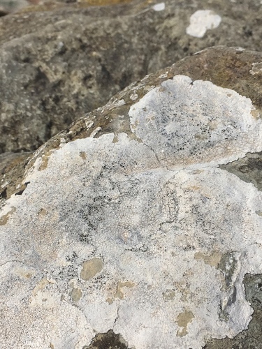 Circinaria calcarea image