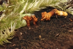 Ophiocordyceps variabilis