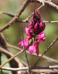 Indigofera intermedia