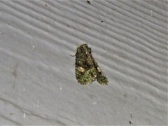 Phosphila miselioides