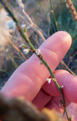 Polygonum ramosissimum