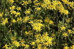Senecio abruptus