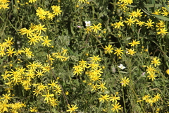 Senecio abruptus