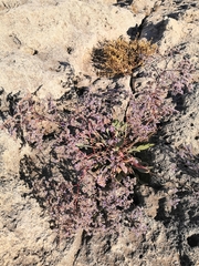 Limonium meyeri