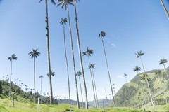 Ceroxylon quindiuense