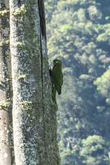Leptosittaca branickii