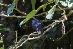 Lipaugus fuscocinereus