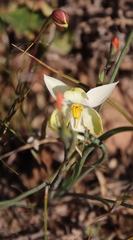 Cyanella alba flavescens