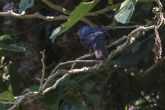 Lipaugus fuscocinereus