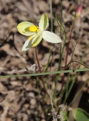 Cyanella alba flavescens