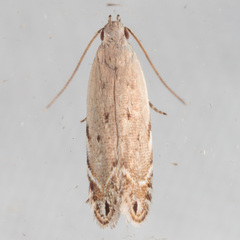 Battaristis nigratomella