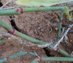 Polygonum ramosissimum