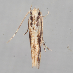 Melanocinclis lineigera