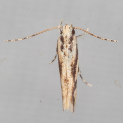 Melanocinclis lineigera