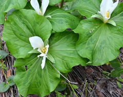 Trillium albidum