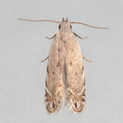 Battaristis nigratomella