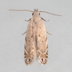 Battaristis nigratomella