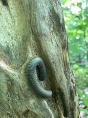 Narceus americanus