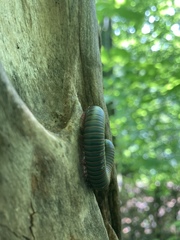 Narceus americanus