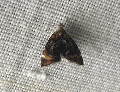 Prochoreutis