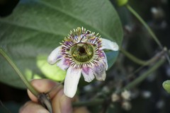 Passiflora alnifolia