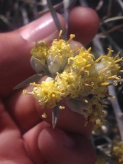 Tetradymia comosa