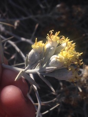 Tetradymia comosa