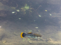 Poecilia mexicana limantouri