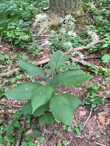Eupatorium purpureum iNat (1)