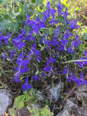 Delphinium consolida paniculatum