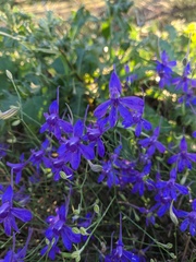 Delphinium consolida paniculatum