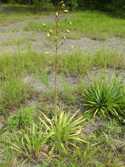 Yucca flaccida