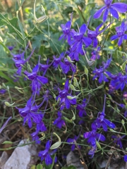 Delphinium consolida paniculatum