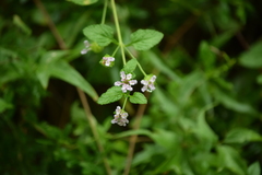 Lantana grisebachii