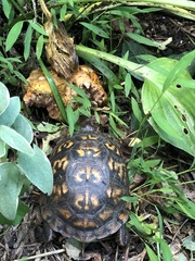 Terrapene carolina
