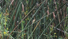 Pseudocolopteryx flaviventris