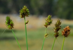 Carex abrupta