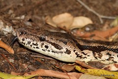 Acrantophis dumerili