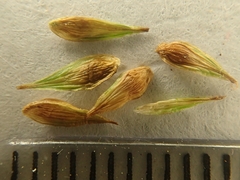 Carex abrupta