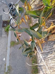 Vincetoxicum