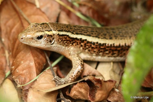 Madagascar Girdled Lizard