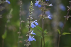 Salvia pallida