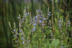 Salvia pallida