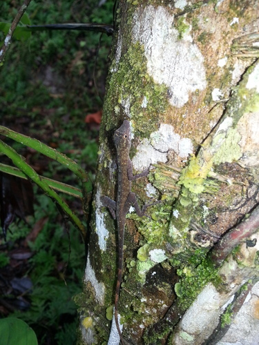 Anolis ortonii
