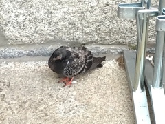 Columba livia domestica